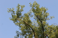 Populus deltoides
