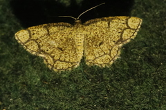 Stegania cararia