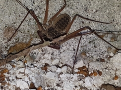 Paraphrynus chacmool