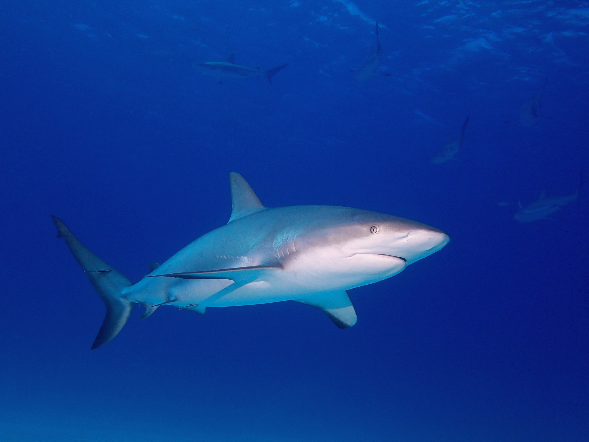 Tubarão-preto Carcharhinus Sinônimos Sobre O Recife De Coral Foto de Stock  - Imagem de animal, dentes: 157704248