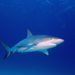 Carcharhinus perezii - Photo (c) Albert Kang,  זכויות יוצרים חלקיות (CC BY-NC), הועלה על ידי Albert Kang