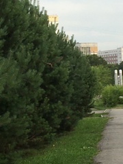 Falco tinnunculus