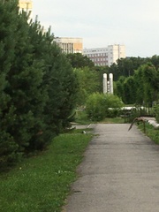 Falco tinnunculus