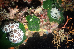 Palmophyllum crassum