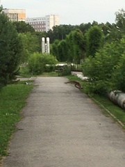 Falco tinnunculus