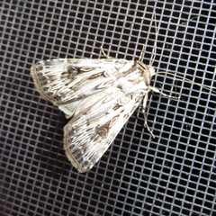 Agrotis radians