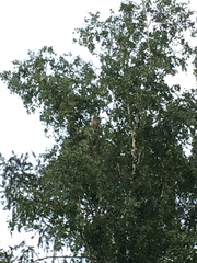 Falco tinnunculus