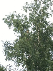 Falco tinnunculus