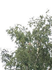 Falco tinnunculus