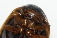 Dytiscus verticalis