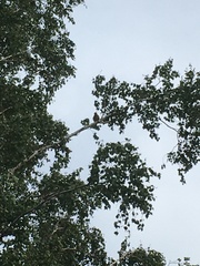 Falco tinnunculus