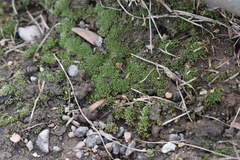 Bryum argenteum