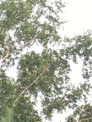 Falco tinnunculus