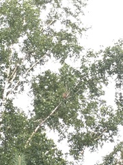 Falco tinnunculus