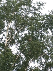 Falco tinnunculus