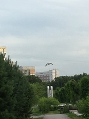 Falco tinnunculus