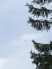 Falco tinnunculus
