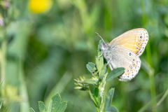 Coenonympha amaryllis