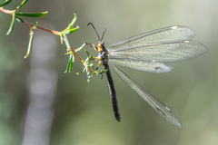 Deutoleon lineatus