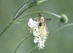 Dasypoda argentata
