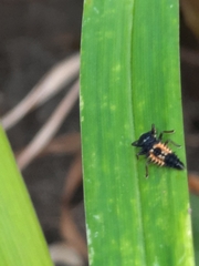 Harmonia axyridis