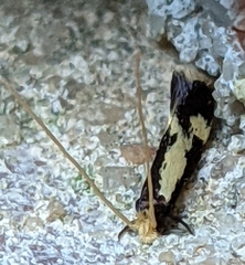 Isocorypha mediostriatella