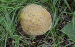 Amanita franchetii