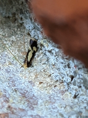 Isocorypha mediostriatella