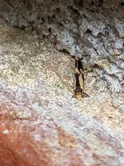 Isocorypha mediostriatella