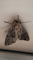 Apamea monoglypha