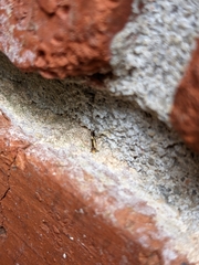 Isocorypha mediostriatella