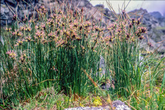Juncus jacquinii
