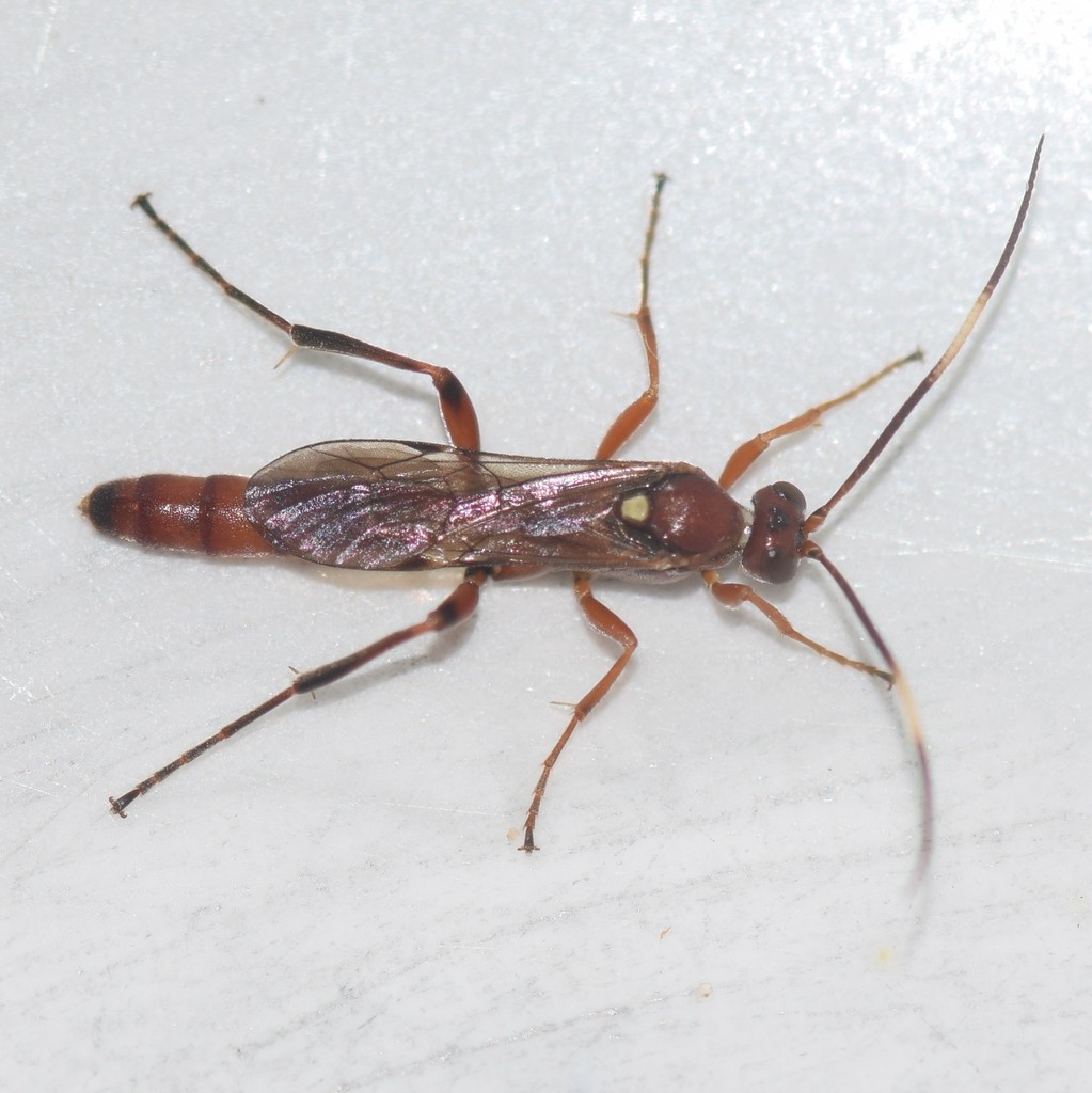 Rubicundiella mucronata