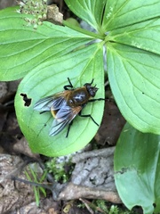 Mesembrina decipiens