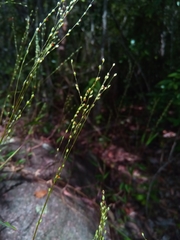 Brachiaria bemarivensis