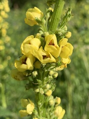 Verbascum nigrum