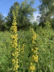 Verbascum nigrum