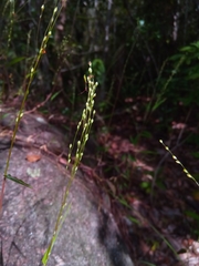 Brachiaria bemarivensis