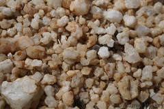 Frithia pulchra