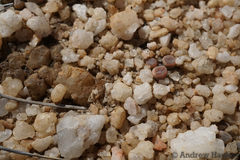 Frithia pulchra