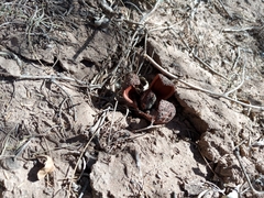 Prosopanche americana