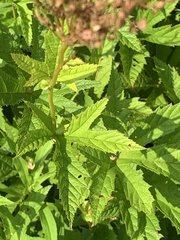 Filipendula rubra
