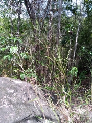 Brachiaria bemarivensis