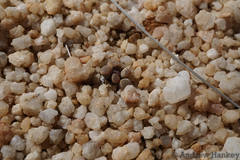 Frithia pulchra
