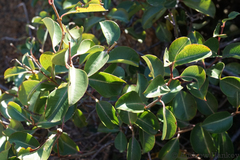 Cryptolepis cryptolepioides