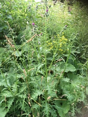 Carduus crispus