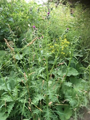 Carduus crispus