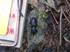 Mecodema sculpturatum