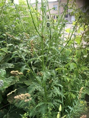 Carduus crispus