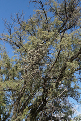 Agelanthus natalitius zeyheri